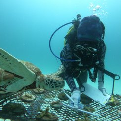 Adopt a Coral - Programm des The Taraas auf Redang Island Malaysia