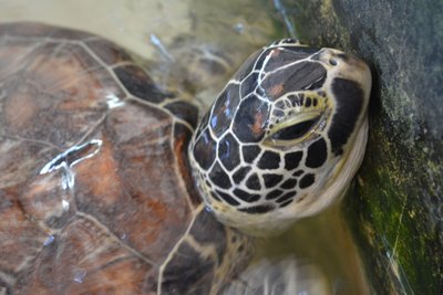 Schildkröte Sri Lanka