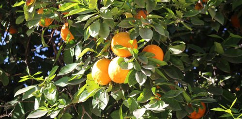 Orangen Marrakesch