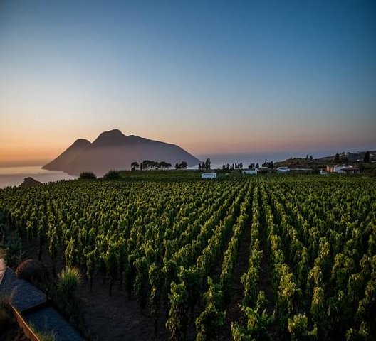 Tenuta di Castellaro Weinberge mit fantastischer Aussicht