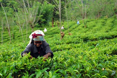 Teepflueckerin Sri Lanka