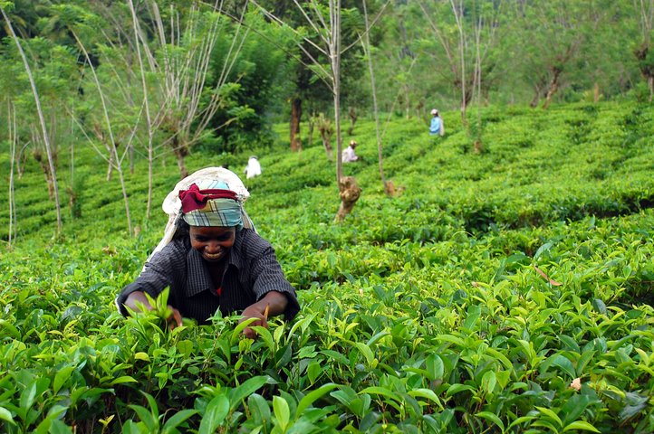 Teepflueckerin Sri Lanka