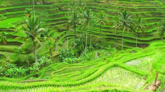 Bali Reisterrassen