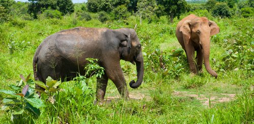 Elefanten im Nationalpark auf Sri Lanka