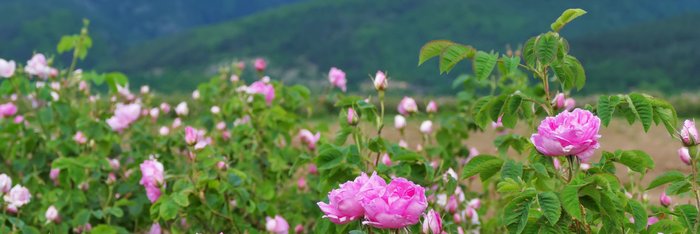 Rosenblüte Bulgarien Kazanlak