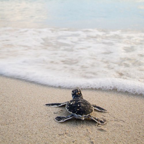SEATRU Turtle Lab The Taraas Redang Malaysia