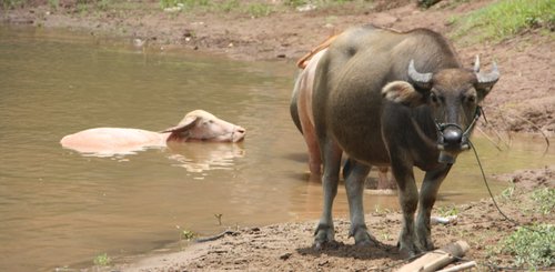 Alltagszene Laos am Nam Ou River