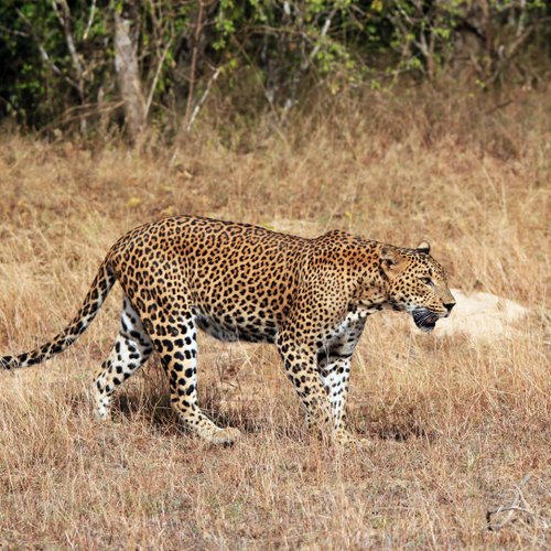 Yala Nationalpark leopard