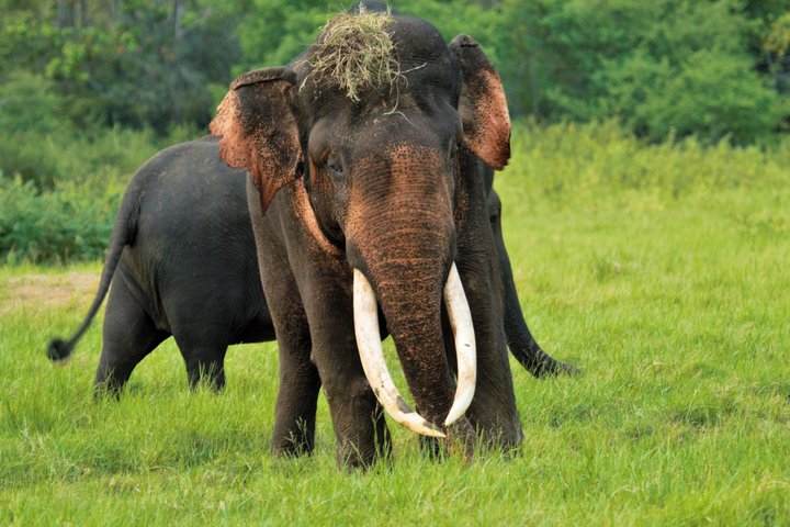 Elephant im Nationalpark Sri Lanka