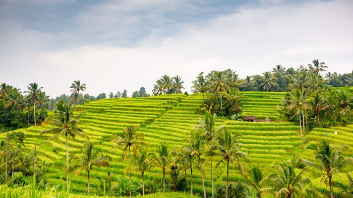 Bali Reisfelder Jatiwiluh @ Ttinu | Dreamstime.com