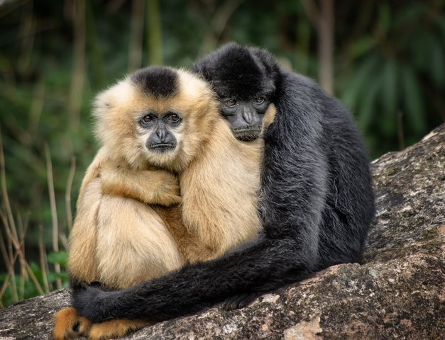 Gibbons Gibbons