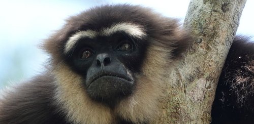 Gibbon im Tanjung Puting Nationalpark Borneo