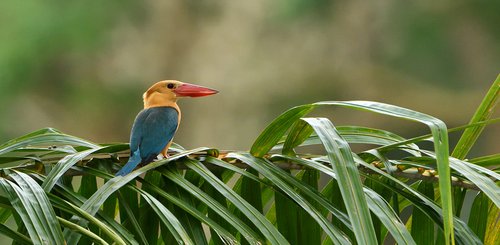 Shangri La Rasa Ria eigenes Nature Reservat mit vielfältiger Fauna und Flora auf Borneo