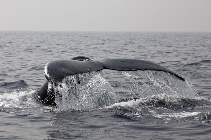 Walflosse vor den Azoren