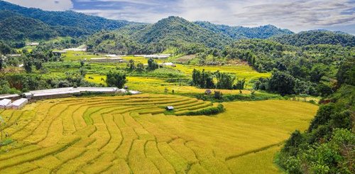 Reisanbau in Thailand