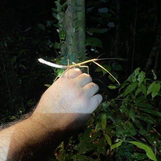 Stabheuschrecke beim Nachtspaziergang im Dschungel auf Borneo