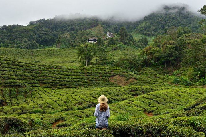 Tourist Cameron Highlands
