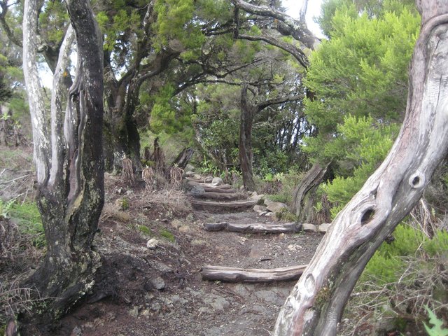 La Gomera Nationalpark Garajonay La Gomera Nationalpark Garajonay