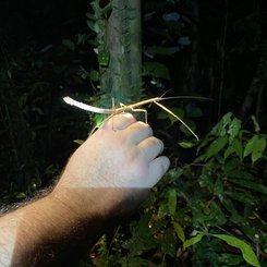 spannende Entdeckungen im Dschungel bei Nacht