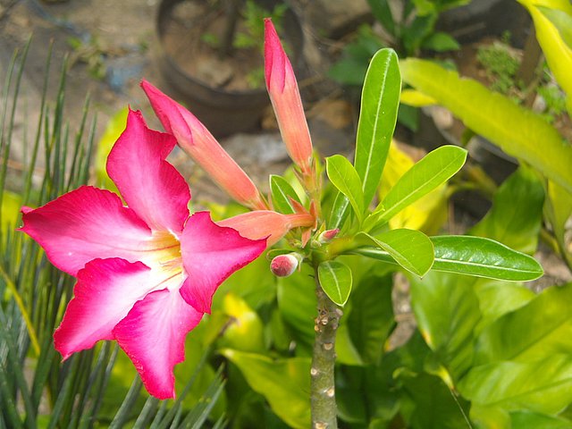 tropische Vegetation in Indochina Asien