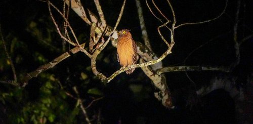 Tierbeobachtung Malaysia Nachtspaziergang im Dschungel