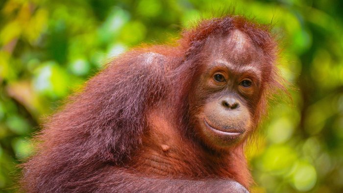 Orang Utan Borneo