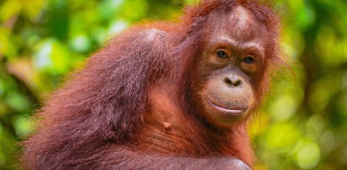 Orang Utan Borneo