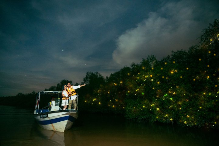 Glühwürmchen in den Mangrovenbäumen