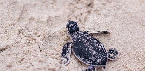 SEATRU Turtle Lab The Taraas Redang Malaysia