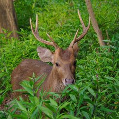 The Menjangan Bali - Deer Island