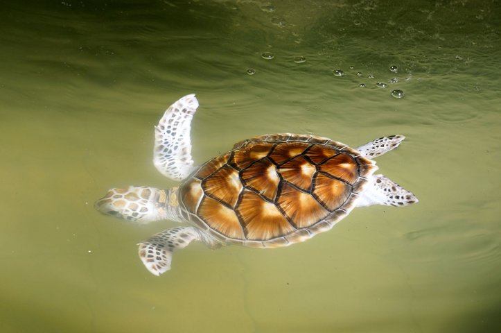 Cherating Schildkrötenschutzzentrum Ostküste Malaysia