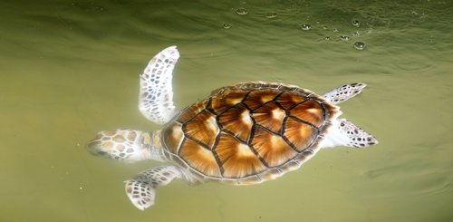 Schildkrötenschutzzentrum