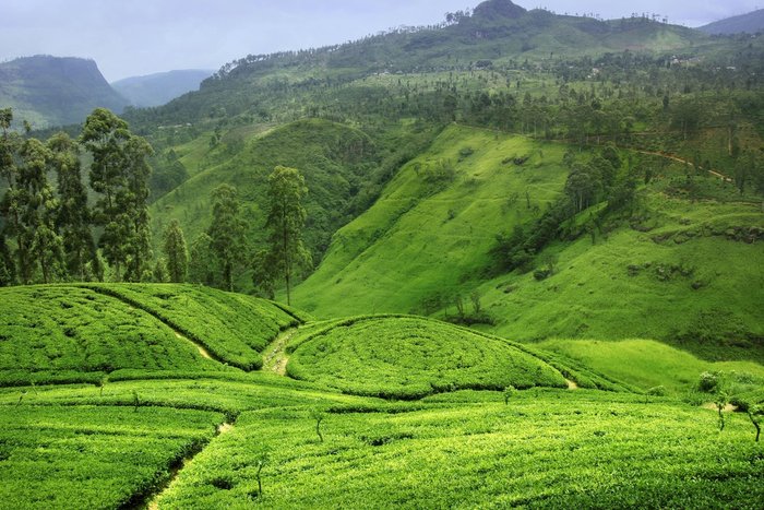 Hügel mit Teeplantagen in Sri Lanka