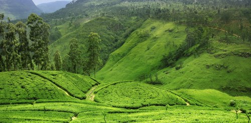 Hügel mit Teeplantagen in Sri Lanka
