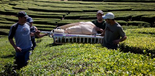 Teeplantage auf Sao Miguel