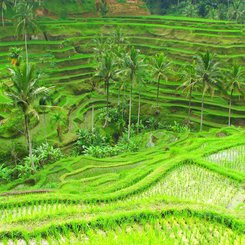 Bali Reisterrassen