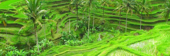 Bali Reisterrassen