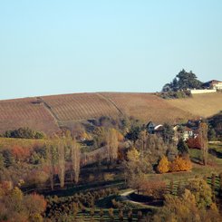 Weinberge Landschaft Piemont