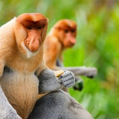 Langnasenaffen - nur auf Borneo beheimatet