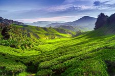 Cameron Highlands Malaysia
