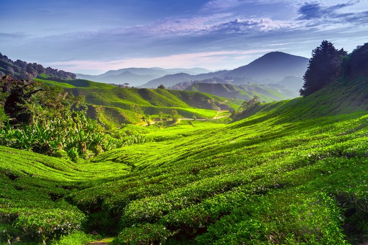 Cameron Highlands Malaysia