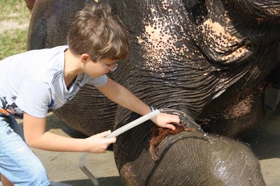 Elephant Hills Camp beim Waschen des Elefanten