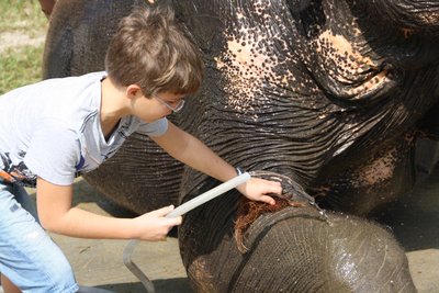 Elephant Hills Camp beim Waschen des Elefanten