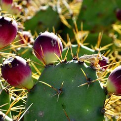 Kaktusfeigen auf den Kanarischen Inseln