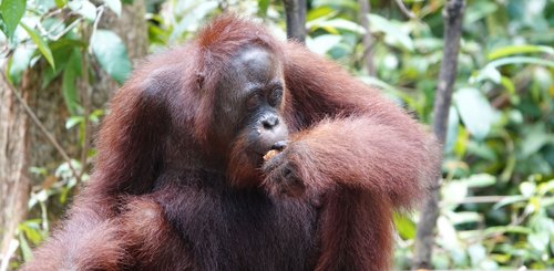 junger Orang Utan mit Rambutans auf der Fütterungsplattform