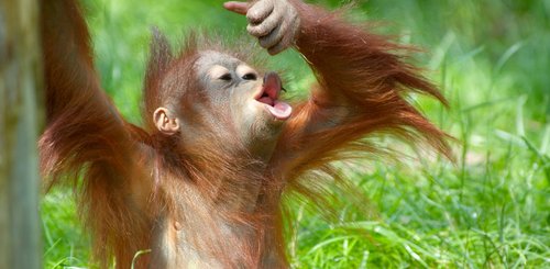 Orang Utan Borneo