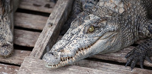 Krokodil Schwimmendes Dorf Tonle Sap