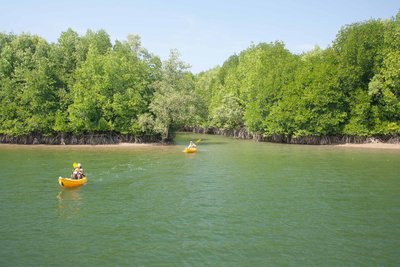 Mangrovenwald im Nationalpark