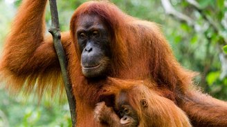 Indonesien Orang Utan in Borneo