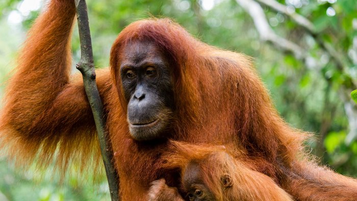 Indonesien Orang Utan in Borneo
